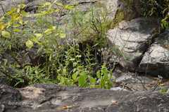 Anisochilus carnosus